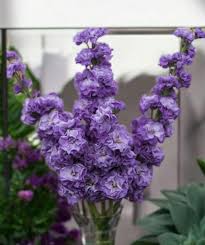 Blue Gilly Flower Seeds for Planting – Drought Tolerant, Heirloom, Non-GMO, High Germination, Organic Garden Seeds