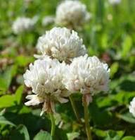 Clover Flower Seeds for Planting – Vibrant Colors, Heirloom, Non-GMO, High Germination Organic Garden Seeds