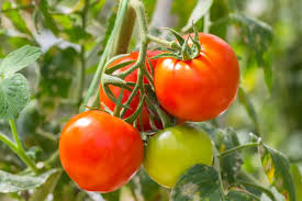 Red Green Tomato Vegetable Seeds for Planting – Heirloom & Non-GMO Garden Seeds
