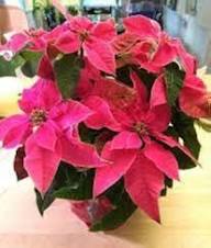 Poinsettia Flower Seeds for Planting – Heirloom, Non-GMO, High Germination Organic Garden Seeds