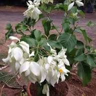 White Nevadensis Flower Seeds for Planting | Heirloom Non-GMO High Germination Organic Seeds