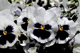 White & Black Pansy Flower Seeds for Planting – Heirloom, Non-GMO, High Germination Organic Garden Seeds