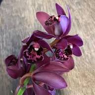 Cymbidium Flower Seeds for Planting – Heirloom, Non-GMO, High Germination Garden Seeds
