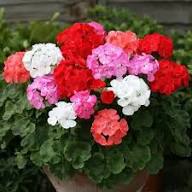 Mixed Geraniums Flower Seeds for Planting – Heirloom Non-GMO Vibrant Colors Organic Garden Seeds
