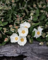 Salviifolius Flower Seeds for Planting - Heirloom, Non-GMO, High Germination Organic Garden Seeds