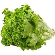 Lettuce Flower Seeds for Planting – Vibrant Colors, Heirloom, Non-GMO, High Germination Seeds
