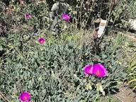 Pink Calandrinia Umbellata Flower Seeds for Planting – Cut Flower Favorite, Heirloom, GMO Free Organic Garden Seeds