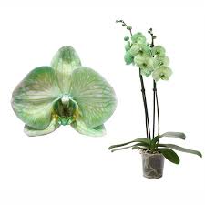 Blue Phalaenopsis Orchid Flower Seeds for Planting – Sun-Loving, Heirloom, Non-GMO, High Germination Seeds