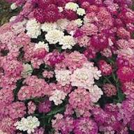 Candytuft Flower Seeds for Planting – Wildflower Mix Heirloom Non-GMO, High Germination Organic Garden SeedsSky Blue Lupine Flower Seeds for Planting – Heirloom Non-GMO, High Germination Organic Garden Seeds