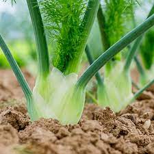 Green White Florence Vegetable Seeds for Planting – Heirloom & Non-GMO Garden Seeds