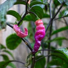 Pink Chili Brazilian Seeds for Planting – Heirloom, Non-GMO, High Germination, Spicy & Vibrant Pepper Variety