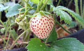 Fruit Seeds,Garden seeds, Seeds For Planting,Plant Seeds