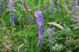 Blue Vetch Flower Seeds for Planting – Heirloom, Non-GMO, Shade Tolerant, High Germination Organic Garden Seeds