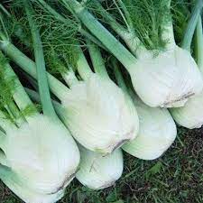 Green White Florence Vegetable Seeds for Planting – Heirloom & Non-GMO Garden Seeds