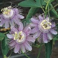 Purple Passiflora Incarnata Flower Seeds for Planting - Fragrant Blossoms, Heirloom & Non-GMO Seeds for Home Garden