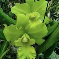 Green Cattleya Flower Seeds for Planting – Heirloom, Non-GMO, High Germination Organic Garden Seeds