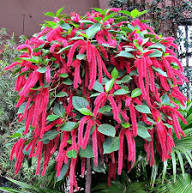 Pink Acalypha Chenille Flower Seeds for Planting Heirloom Non-GMO High Germination Organic Garden Seeds
