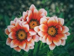 White Orange Gazania Flower Seeds for Planting | Heirloom Non-GMO High Germination Organic Garden Seeds