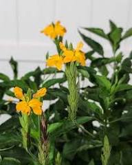 Yellow Crossandra Flower Seeds for Planting – Heirloom, Non-GMO, High Germination Organic Garden Seeds