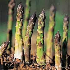 Green Asparagus Virgatus Plant Seeds for Planting – Heirloom & Non-GMO Seeds, Ornamental Foliage for Garden Borders