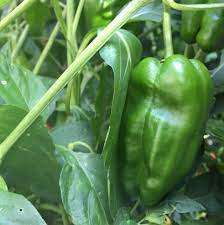 Green Padron Pepper Seeds for Planting – Heirloom & Non-GMO Garden Seeds