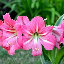 Pink Amaryllis Flower Seeds for Planting – Low Maintenance, Heirloom, Non-GMO, High Germination Organic Garden Seeds