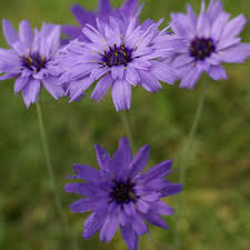 Blue Catananche Flower Seeds for Planting – Organic, Heirloom & Non-GMO Garden Love-in-a-Mist Blooms