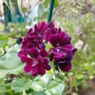 Burgundy Geraniums Flower Seeds for Planting – Heirloom, Non-GMO, High Germination Organic Garden Seeds
