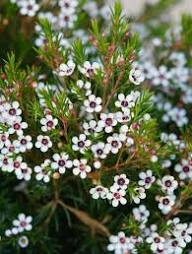 Geraldton Flower Seeds for Planting – Heirloom Non-GMO Colorful Display Organic Garden Seeds