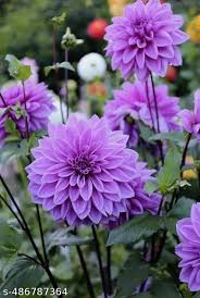 Purple Astrantia Masterwort Flower Seeds for Planting – Heirloom, Non-GMO, High Germination Organic Garden Seeds
