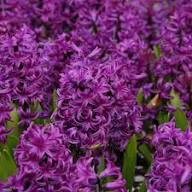 Burgundy Hyacinth Flower Seeds for Planting | Heirloom Non-GMO High Germination Organic Garden Seeds