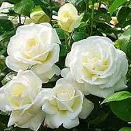 Rose Tree Flower Seeds for Planting – Heirloom, Non-GMO, High Germination Organic Garden Seeds