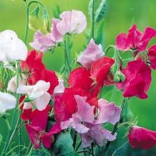 Sweet Peas Flower Seeds for Planting - Long Bloom, Heirloom, Non-GMO, High Germination Organic Seeds