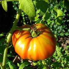 Vegetable Seeds,Garden seeds, Seeds For Planting,Plant Seeds
