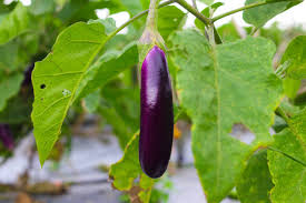 Burgundy Eggplant Seeds for Planting – Heirloom, Non-GMO, High Germination Organic Garden Seeds with Rich Color