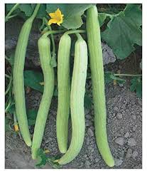 Armenian Pale Green Cucumber Seeds for Planting – Heirloom Non-GMO Seeds, crisp and curling fruits – 100 pcs