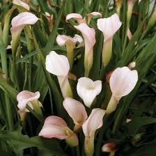 Heirloom Zantedeschia Aethiopica Flower Seeds – Non-GMO, Fragrant Organic Garden Seeds for Planting