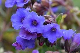 Blue Pulmonaria Lungwort Seeds, Hardy Heirloom Non-GMO Flowers for Shade Gardens & Planting