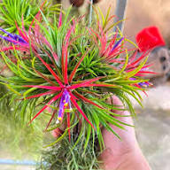 Tillandsia Flower Seeds for Planting – Heirloom, Non-GMO, High Germination, Organic Garden Seeds