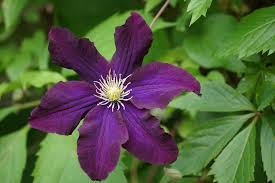 Purple Clematis Flower Seeds for Planting – Heirloom Non-GMO, High Germination Organic Garden Seeds