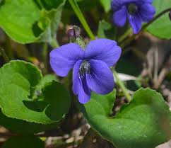 Light Blue Mini Violet Flower Seeds for Planting – Heirloom, Non-GMO, High Germination Organic Garden Seeds