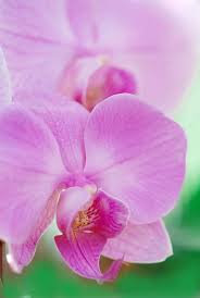 Baby Pink Phalaenopsis Orchid Flower Seeds for Planting – Heirloom Non-GMO High Germination Organic Garden Seeds