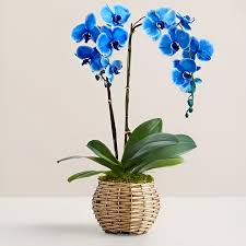 Blue Orchid Phalaenopsis Seeds for Planting – Heirloom, Non-GMO, High Germination Orchid Seeds