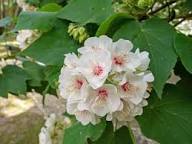 Dombeya Bourgassiae Flower Seeds for Planting – Long Bloom Season Heirloom Non-GMO High Germination Organic Garden Seeds