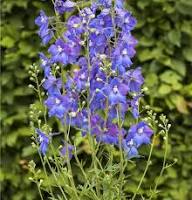 Delphinium belladonna Flower Seeds