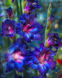 Blue Light Pink Gladiolus Flower Seeds for Planting – Heirloom Non-GMO High Germination Organic Garden Seeds