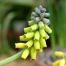 Macrocarpum Flower Seeds – Heirloom Non-GMO Organic Garden Seeds for Planting – Fragrant Blooms, High Germination