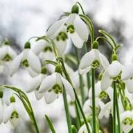 Nivalis SnowDrop Flower Seeds for Planting – Heirloom, Non-GMO, High Germination Organic Garden Seeds