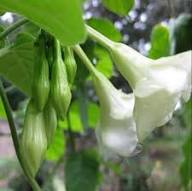 Loroco Flower Seeds for Planting - Heirloom, Non-GMO, Shade Tolerant Organic Garden Seeds