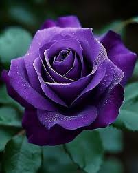 Deep Purple Rose Flower Seeds for Planting – Heirloom, Non-GMO, Fragrant Blossoms, High Germination